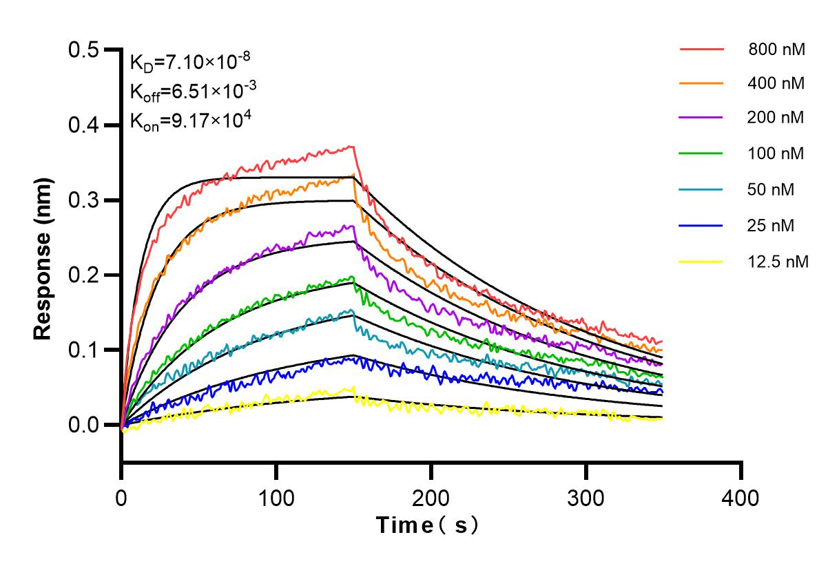 Affinity and Kinetic Characterization of 83110-1-RR