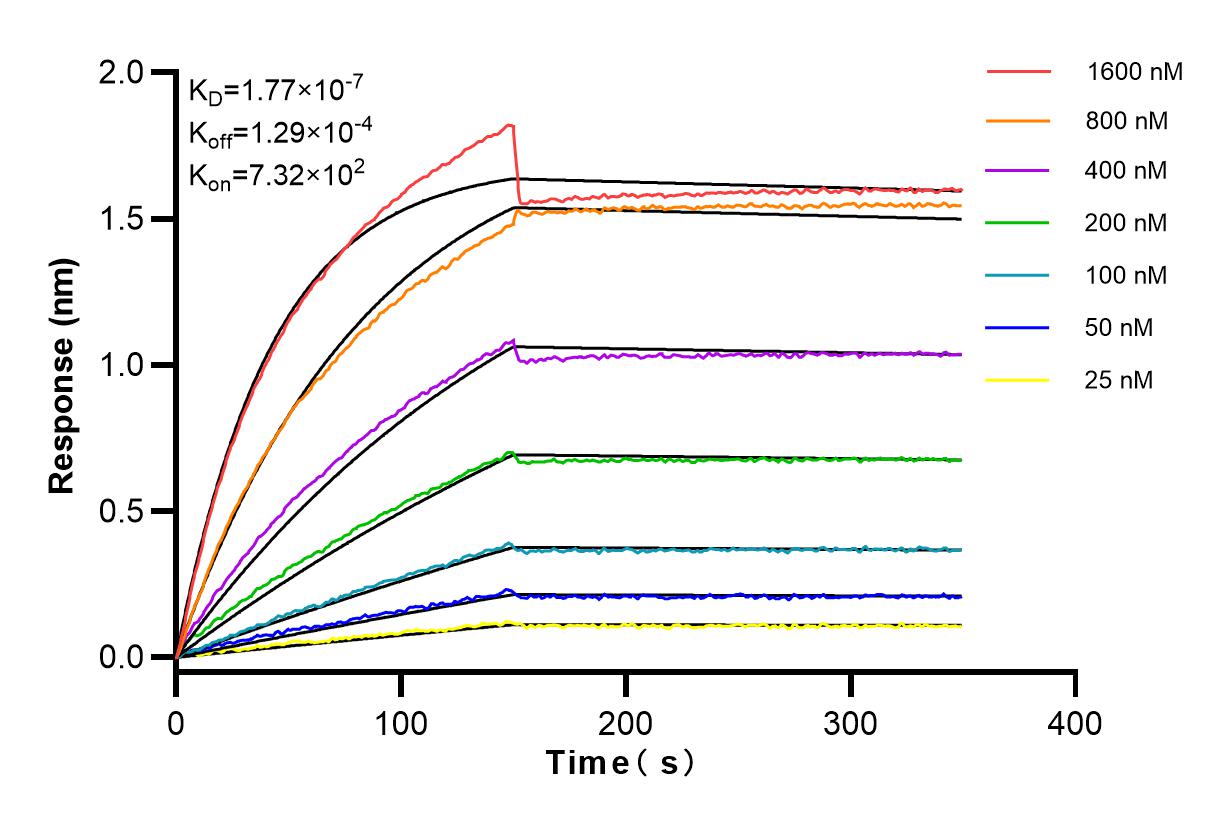 Affinity and Kinetic Characterization of 83112-1-RR