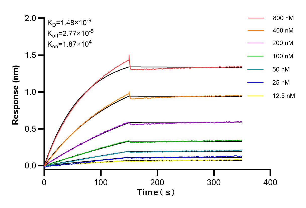 Affinity and Kinetic Characterization of 83112-1-RR