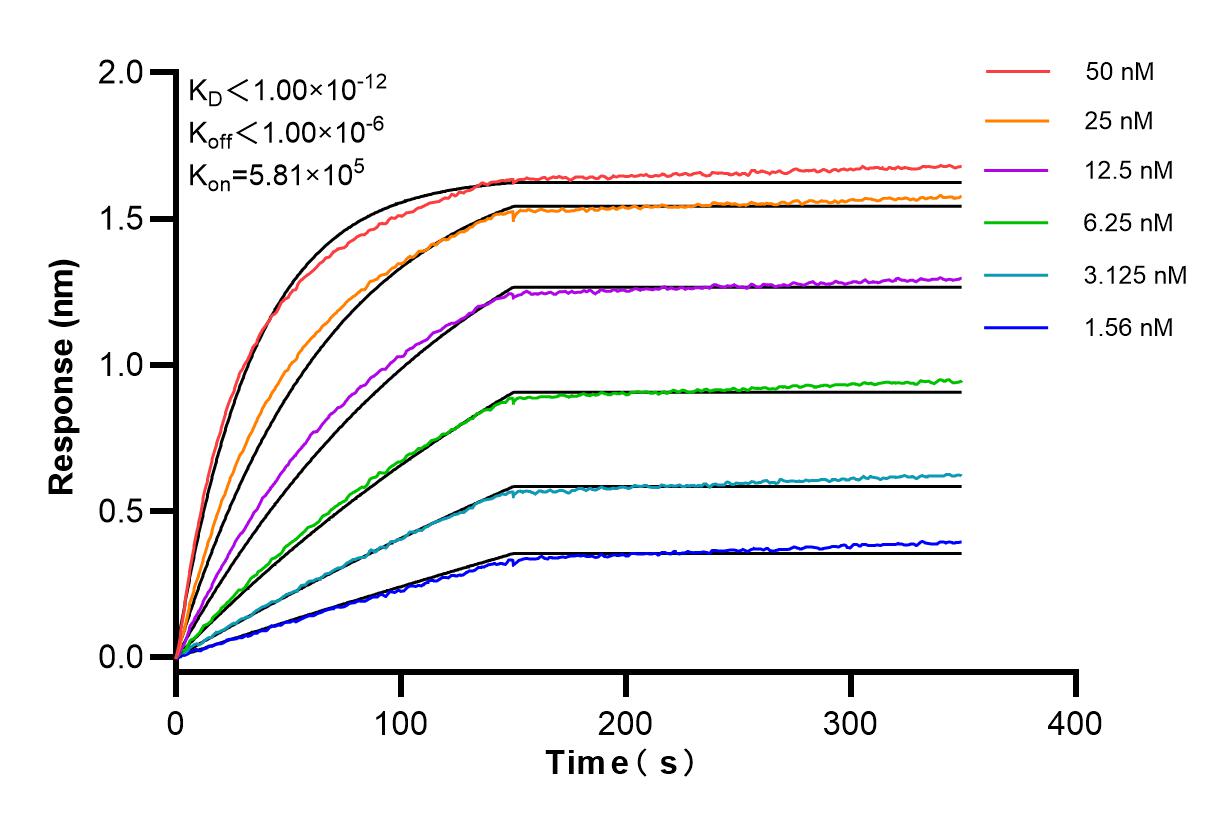 Affinity and Kinetic Characterization of 83113-1-RR