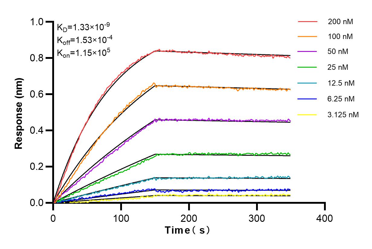 Affinity and Kinetic Characterization of 83151-5-RR