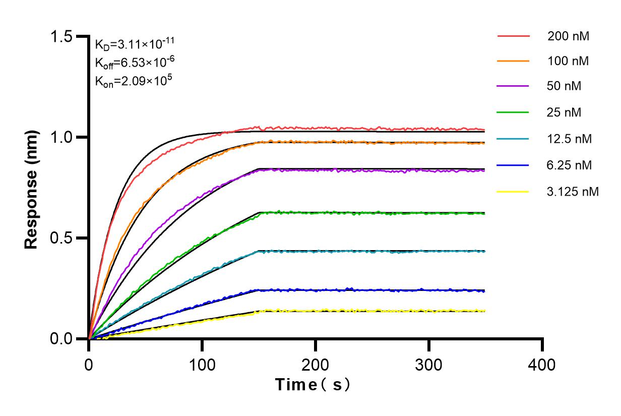 Affinity and Kinetic Characterization of 83169-5-RR