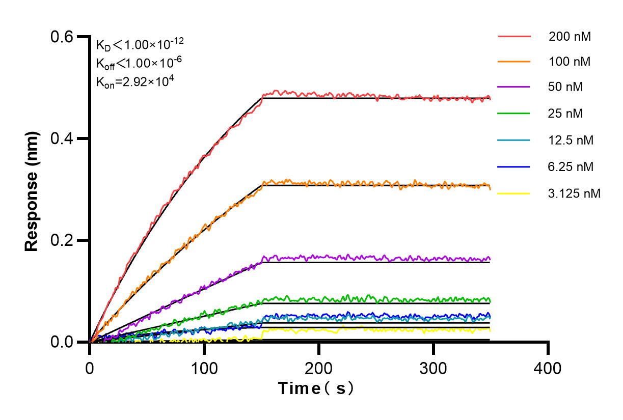 Affinity and Kinetic Characterization of 83173-1-RR