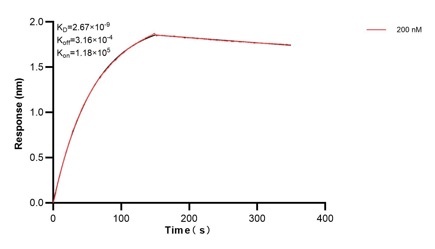 Affinity and Kinetic Characterization of 83185-2-PBS