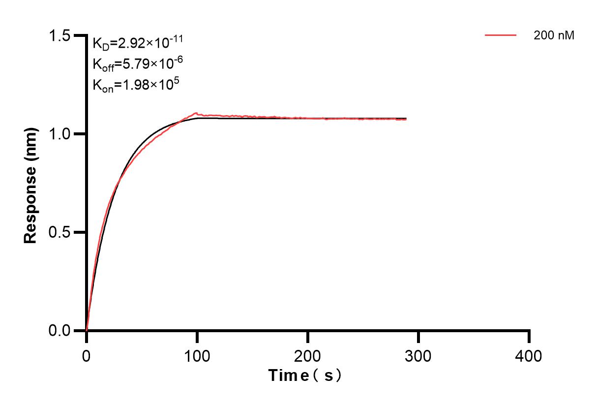 Affinity and Kinetic Characterization of 83191-3-PBS