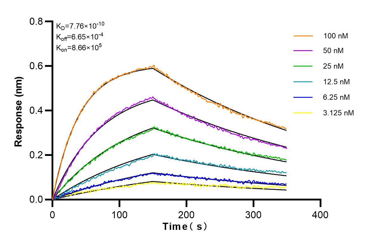 Affinity and Kinetic Characterization of 83200-3-RR