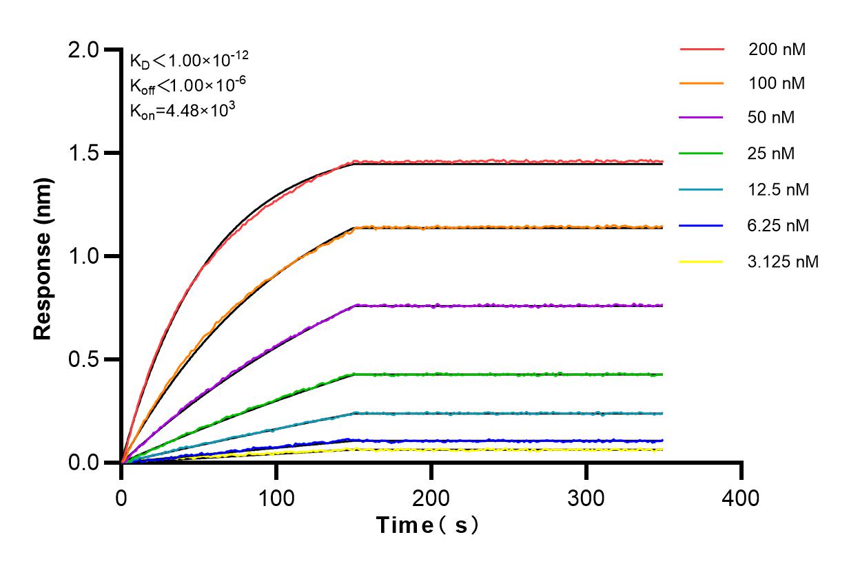 Affinity and Kinetic Characterization of 83202-3-RR