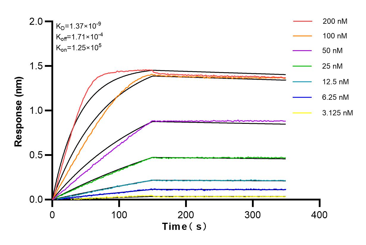 Affinity and Kinetic Characterization of 83204-2-RR