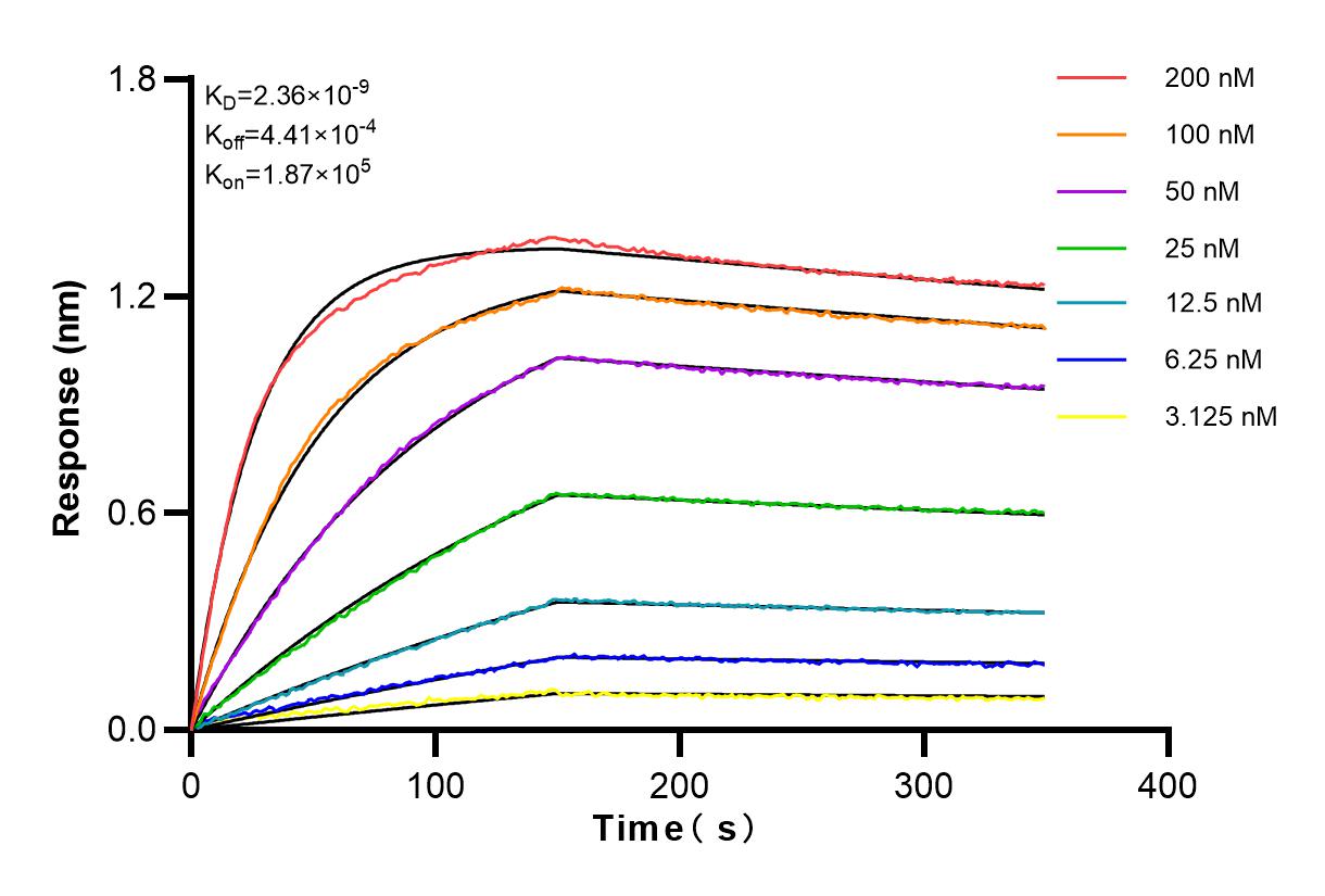 Affinity experiments of 83205-4-RR