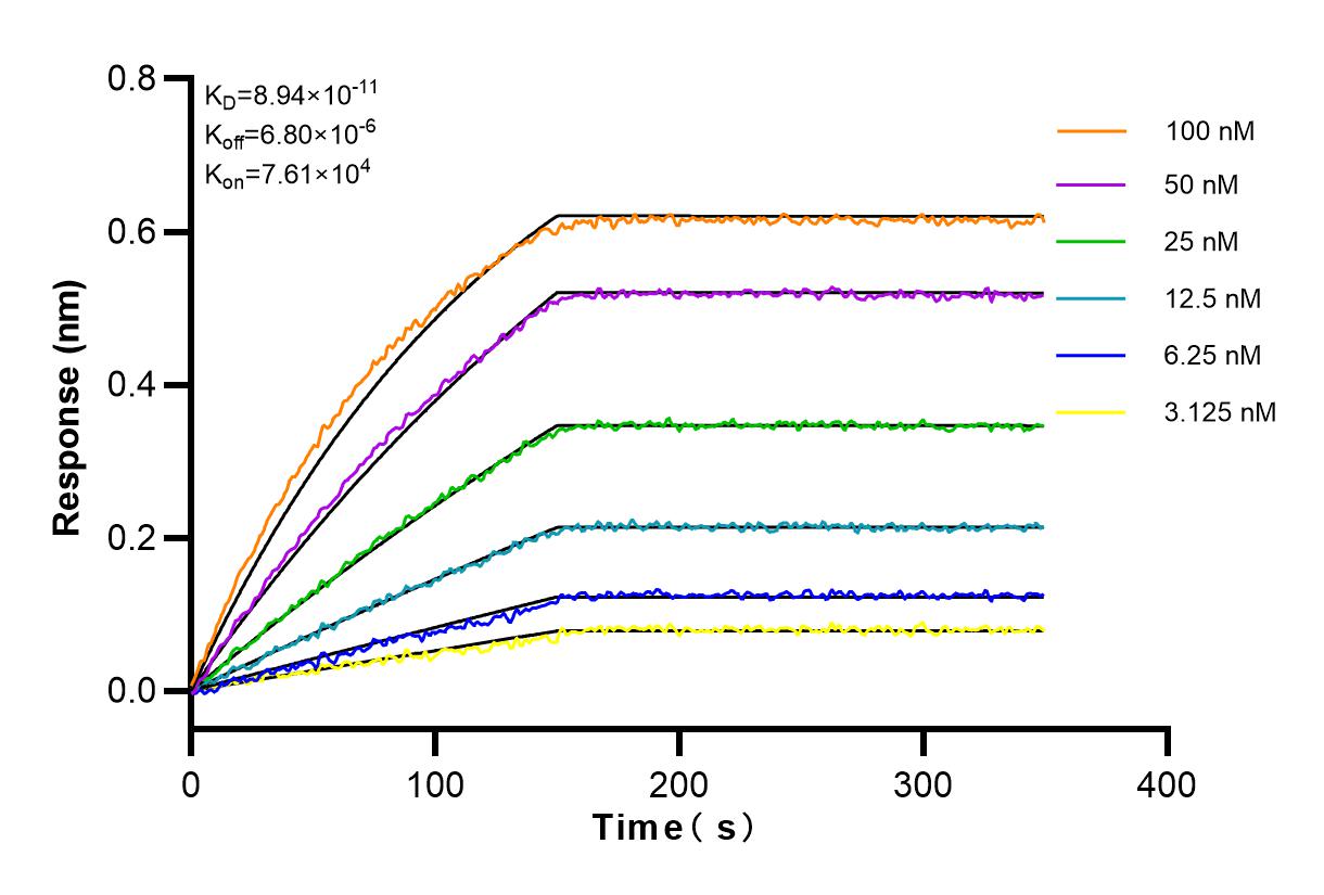 Affinity and Kinetic Characterization of 83224-2-RR