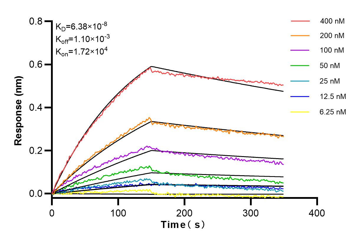 Affinity and Kinetic Characterization of 83228-1-RR