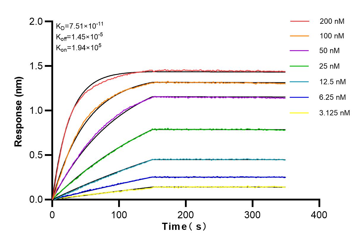 Affinity and Kinetic Characterization of 83235-1-RR