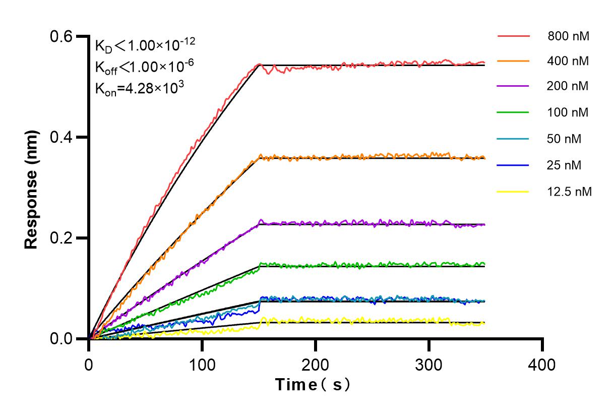 Affinity and Kinetic Characterization of 83240-5-RR