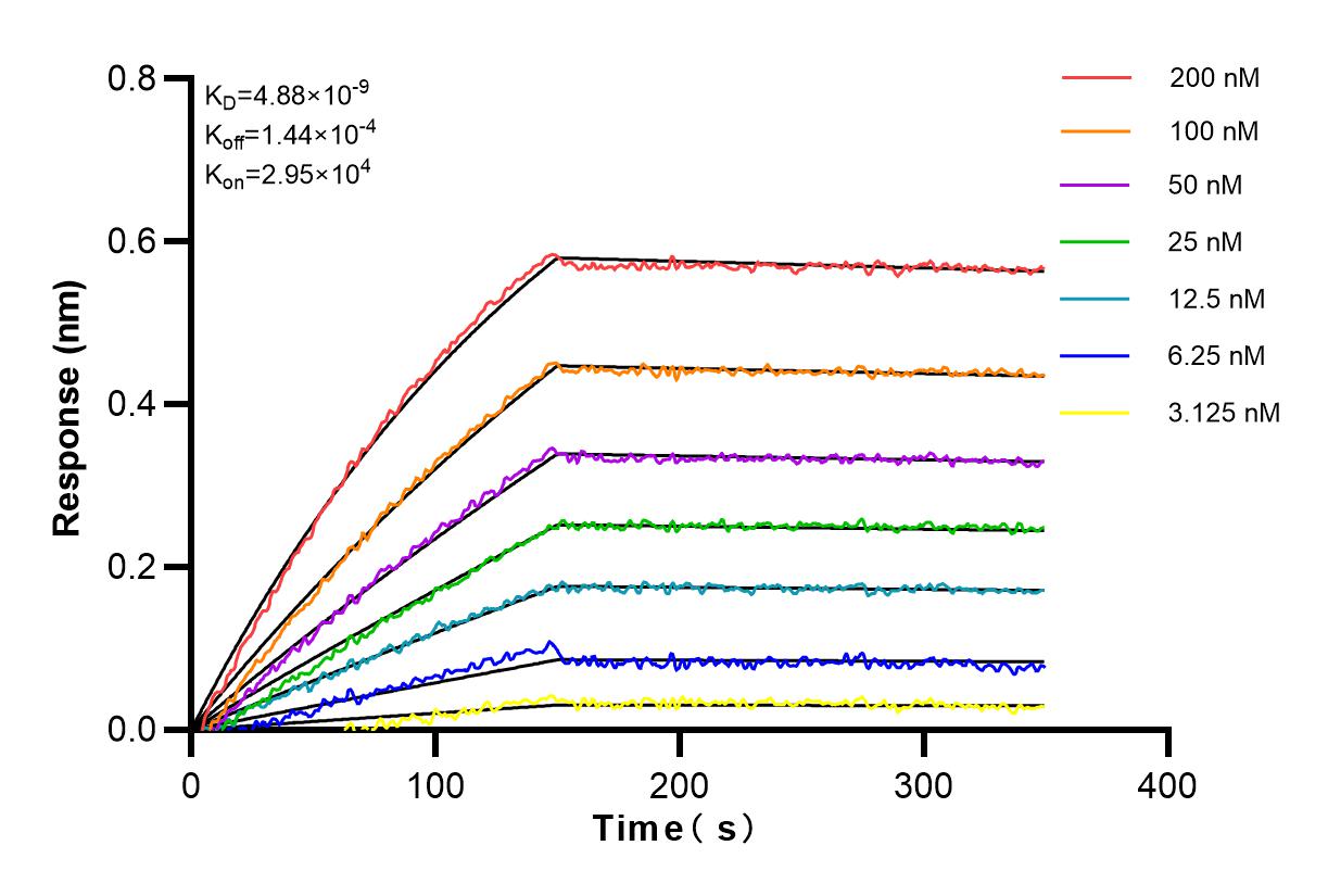 Affinity and Kinetic Characterization of 83243-3-RR