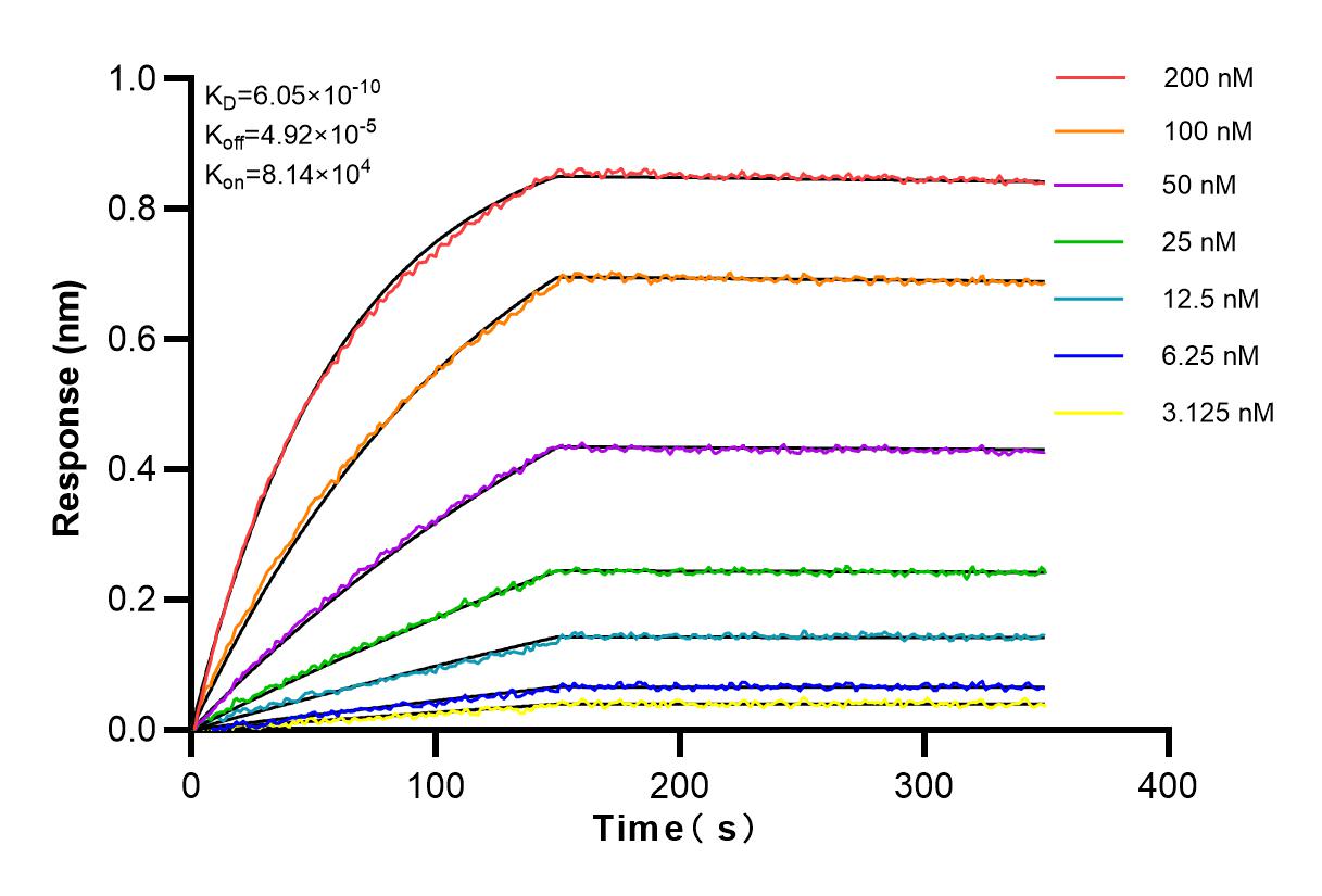 Affinity and Kinetic Characterization of 83248-4-RR