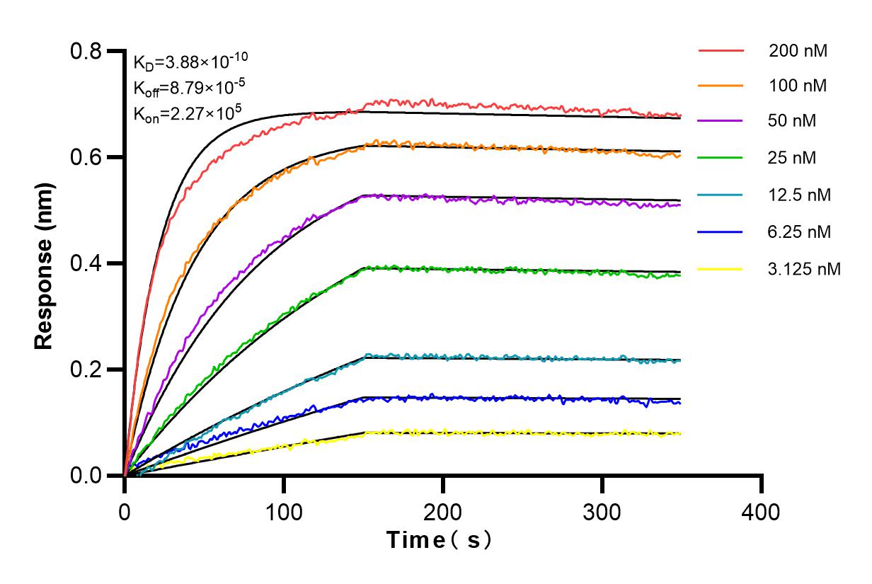 Affinity and Kinetic Characterization of 83259-5-RR