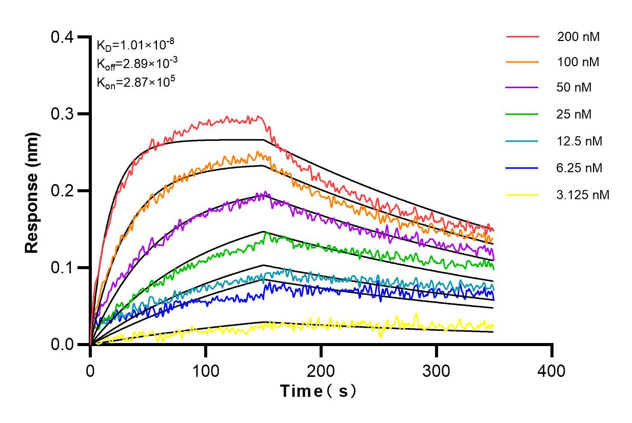 Affinity and Kinetic Characterization of 83270-2-RR