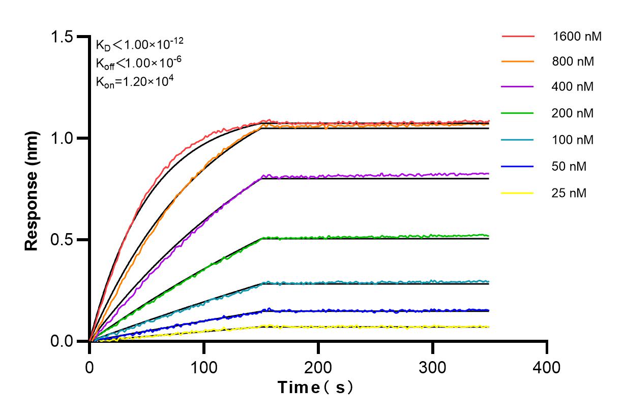 Affinity and Kinetic Characterization of 83280-1-RR