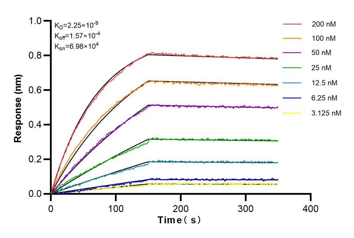 Affinity and Kinetic Characterization of 83285-4-RR