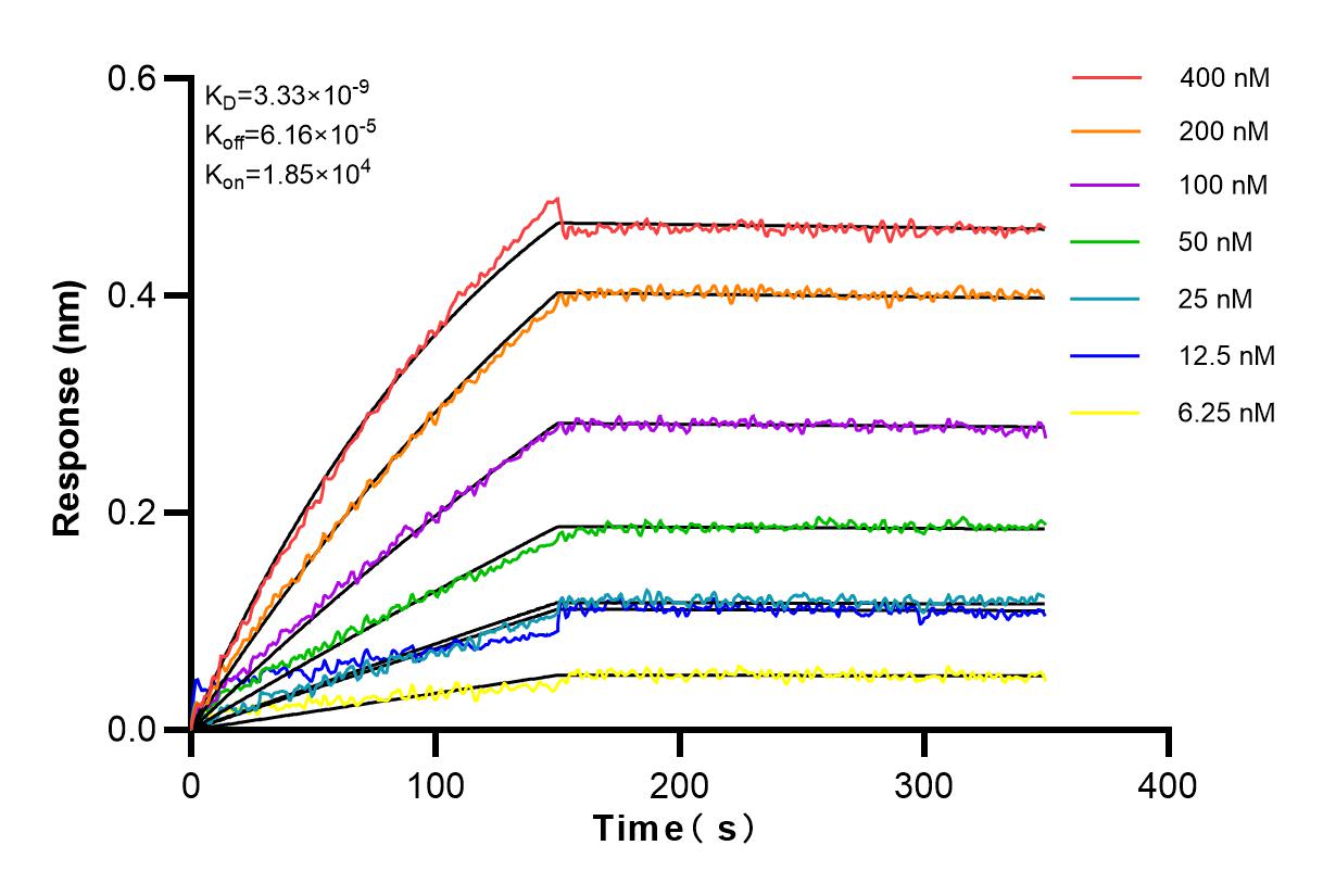 Affinity and Kinetic Characterization of 83303-1-RR