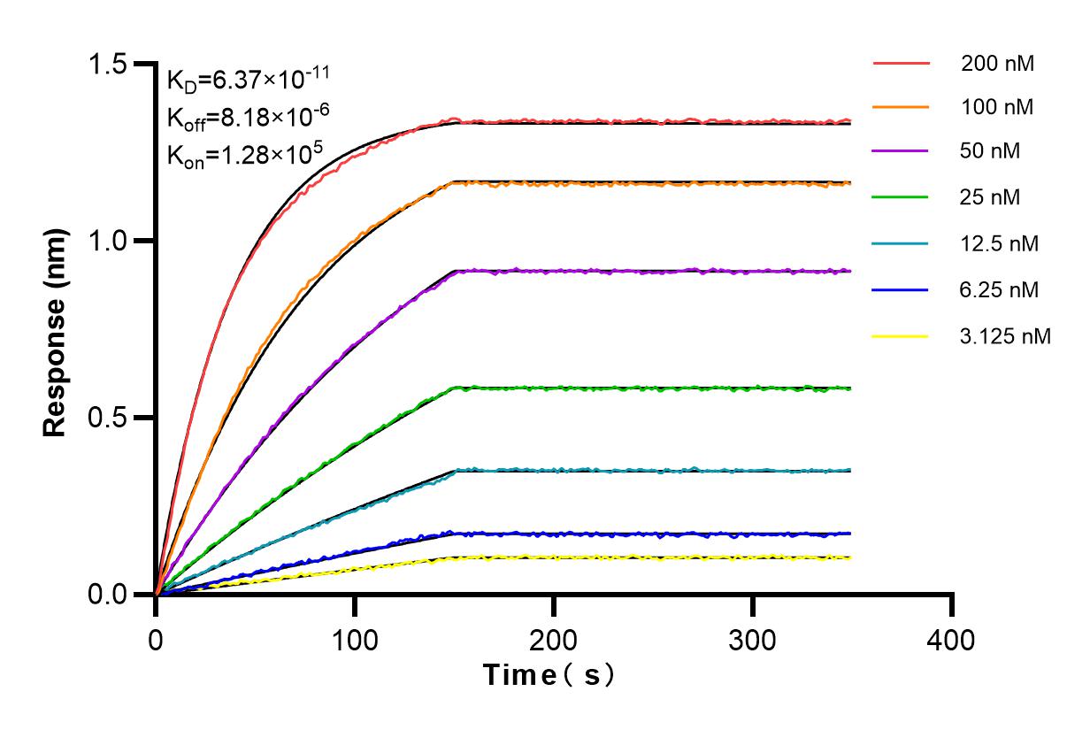 Affinity experiments of 83311-4-RR