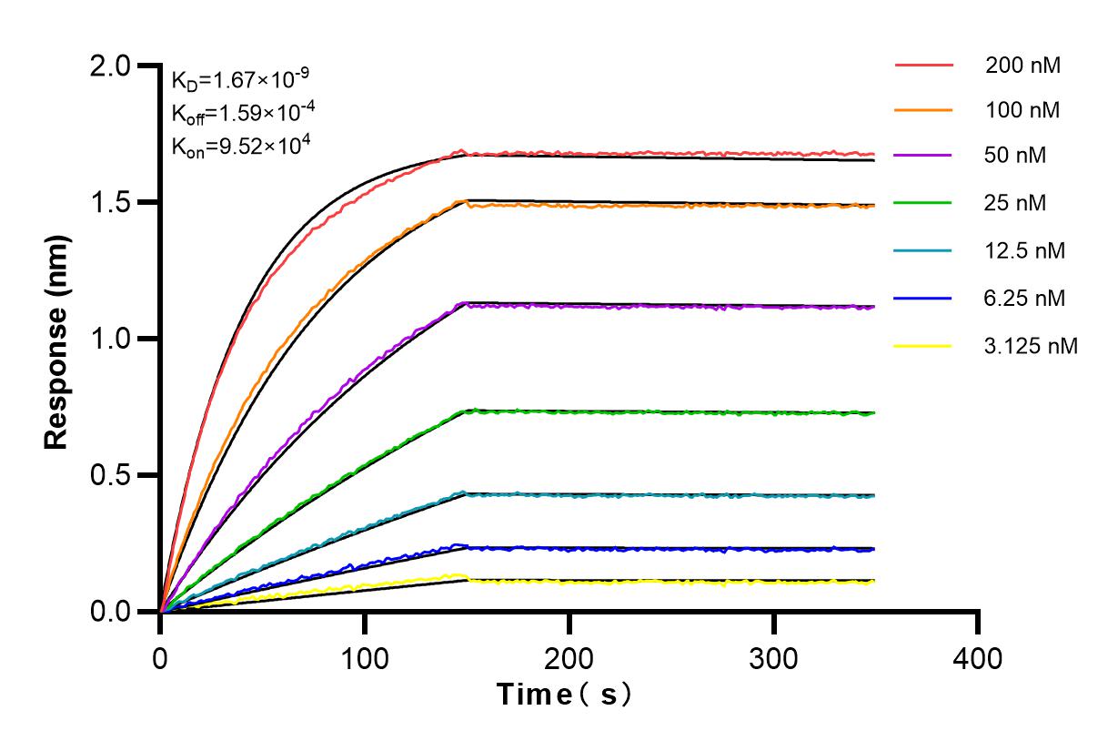 Affinity and Kinetic Characterization of 83312-1-RR