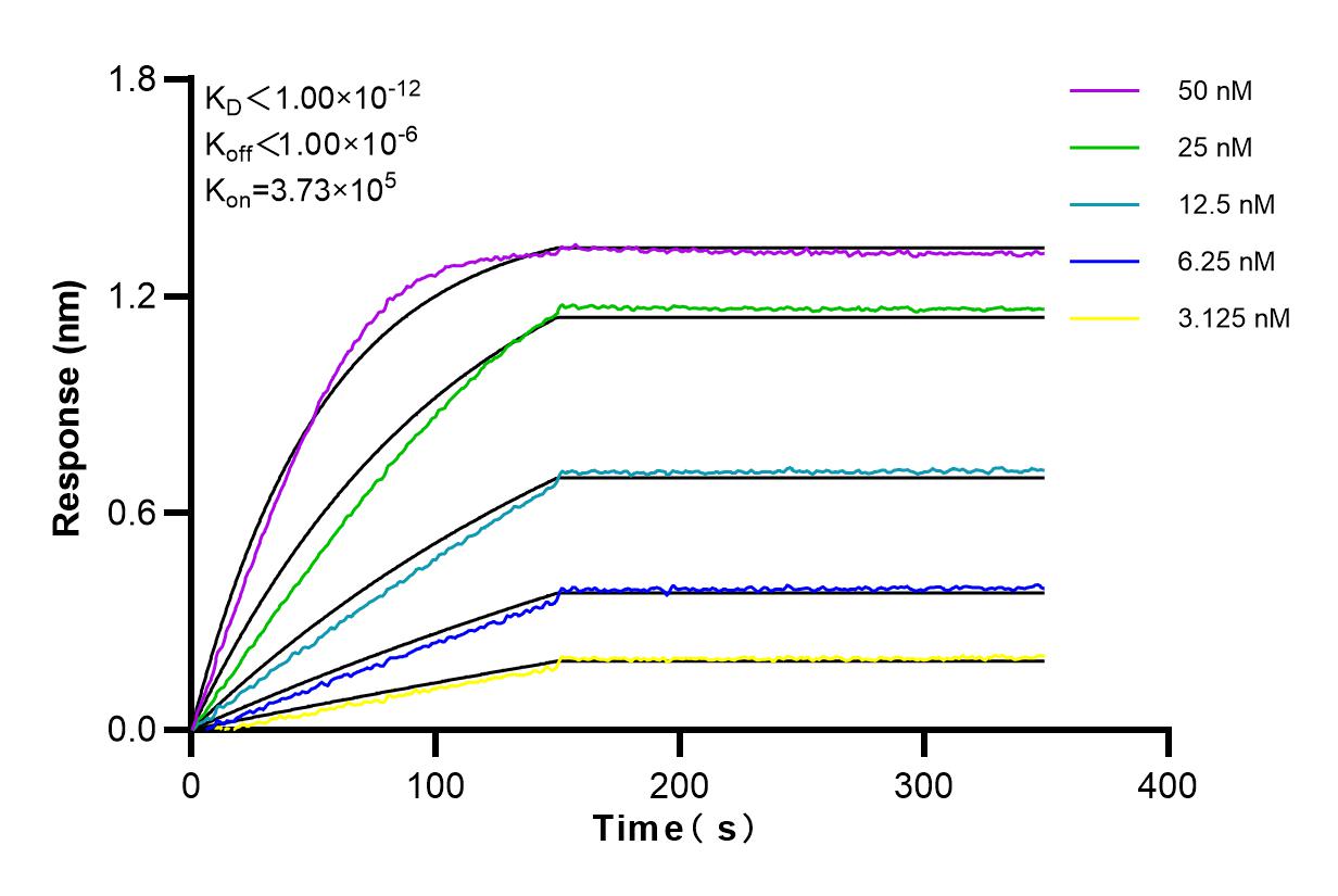 Affinity and Kinetic Characterization of 83315-2-RR