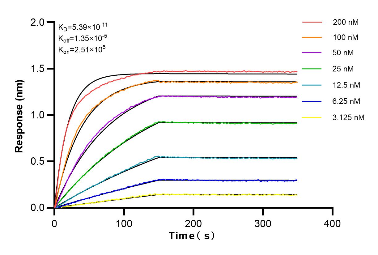 Affinity and Kinetic Characterization of 83317-5-RR