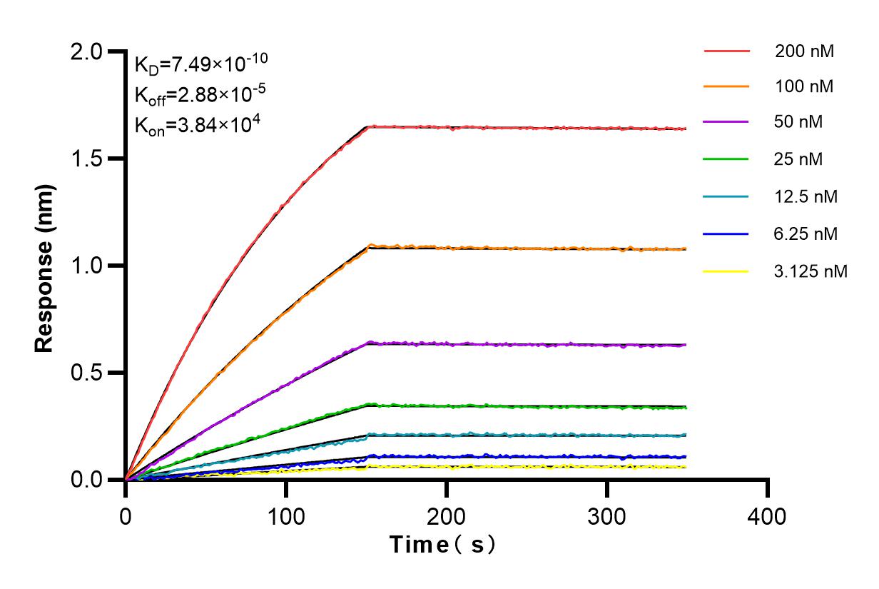 Affinity and Kinetic Characterization of 83322-3-RR