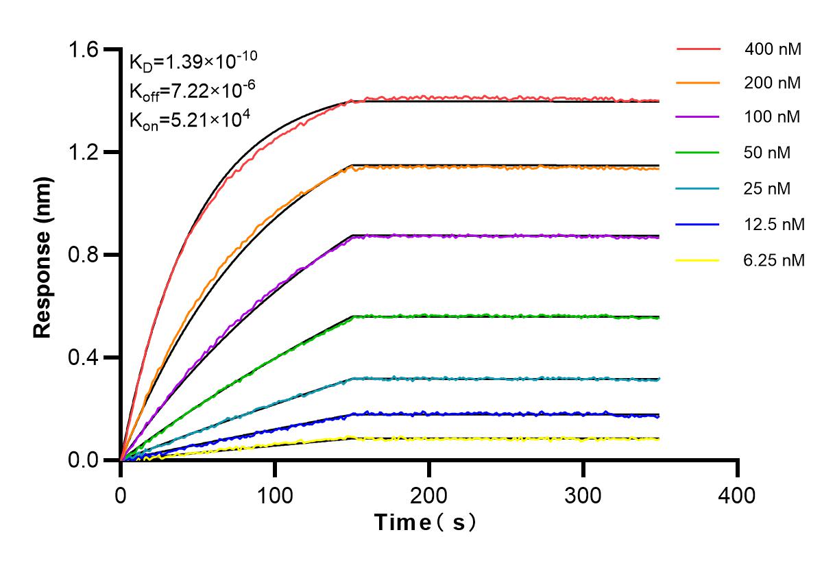 Affinity and Kinetic Characterization of 83352-1-RR