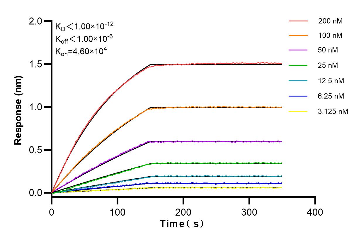 Affinity and Kinetic Characterization of 83371-1-RR