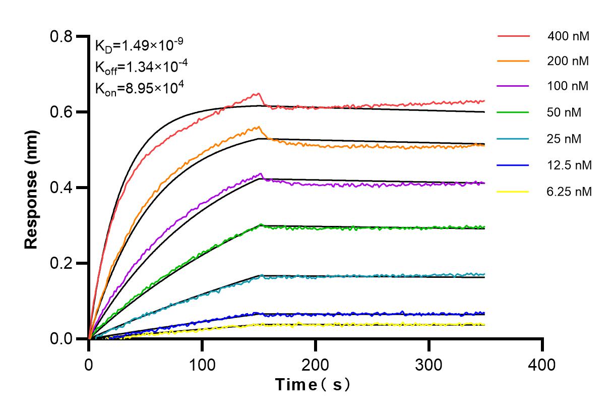 Affinity and Kinetic Characterization of 83378-1-RR