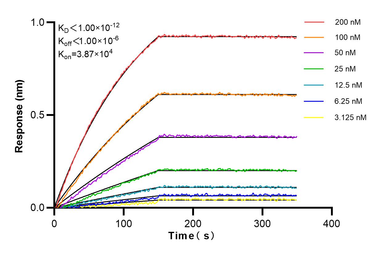 Affinity and Kinetic Characterization of 83384-2-RR