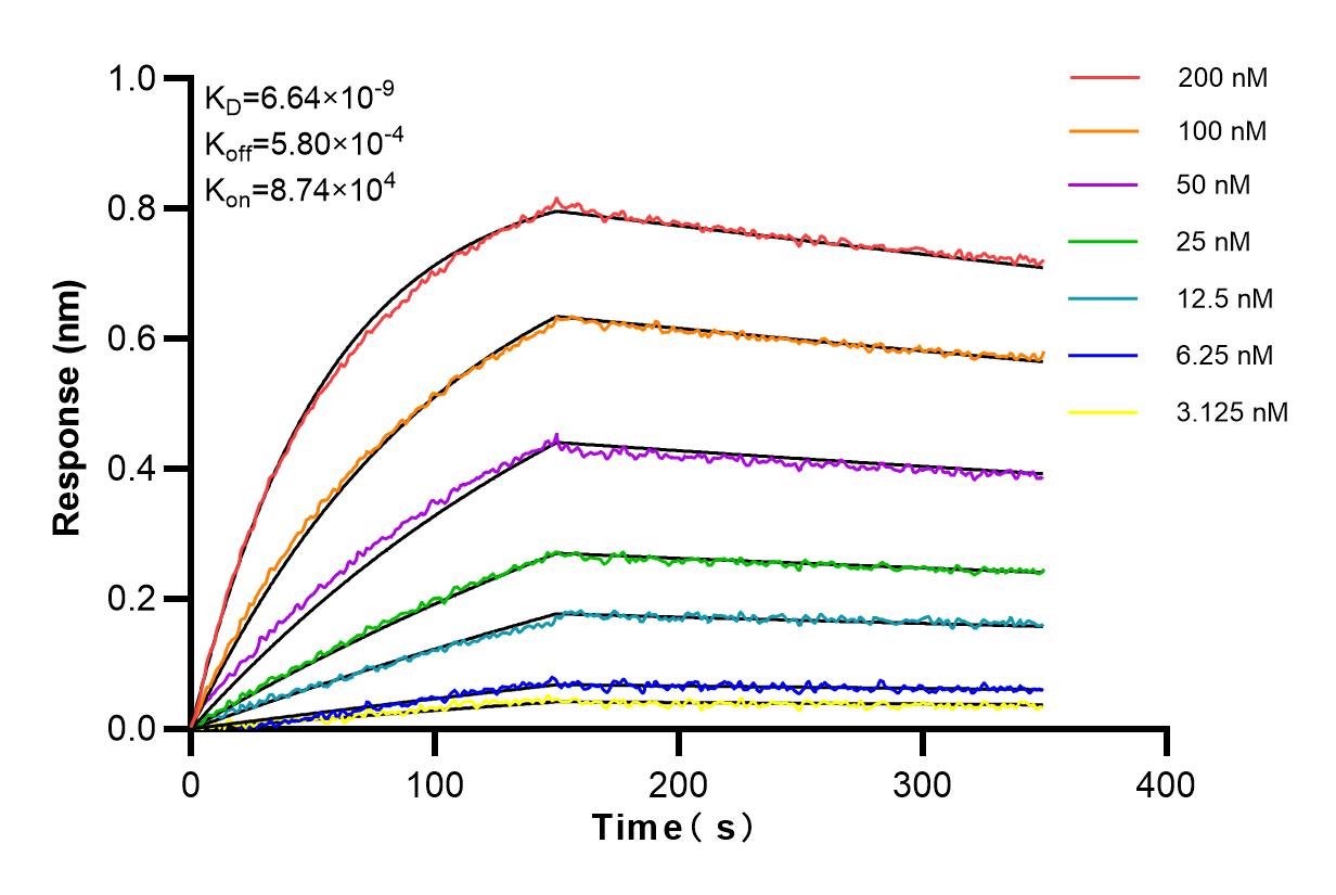 Affinity and Kinetic Characterization of 83407-6-RR