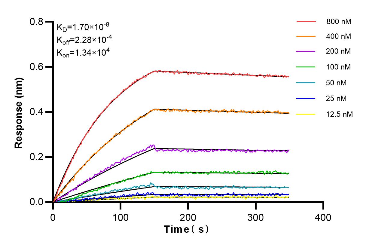 Affinity and Kinetic Characterization of 83414-3-RR