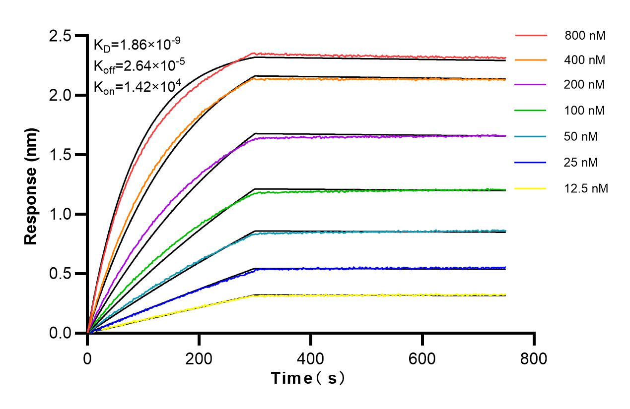 Affinity and Kinetic Characterization of 83463-8-RR