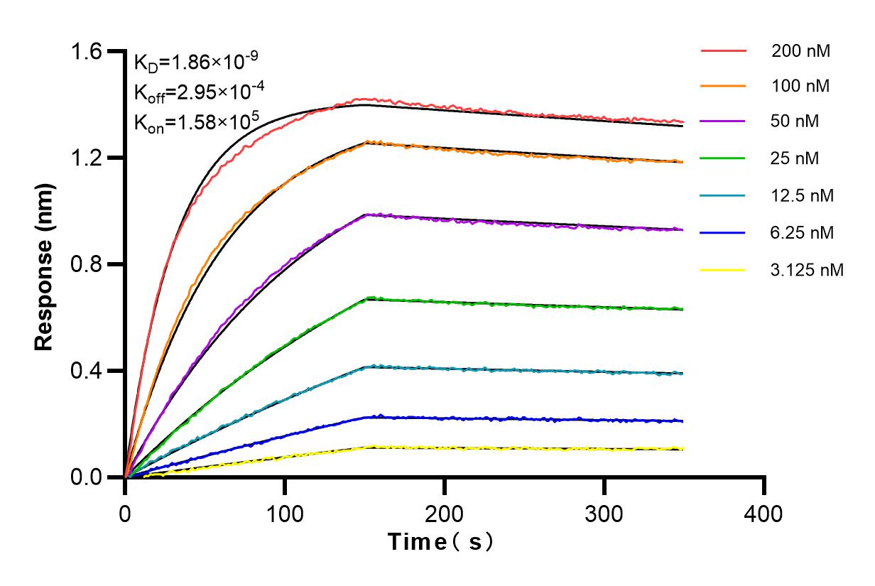 Affinity experiments of 83466-1-RR