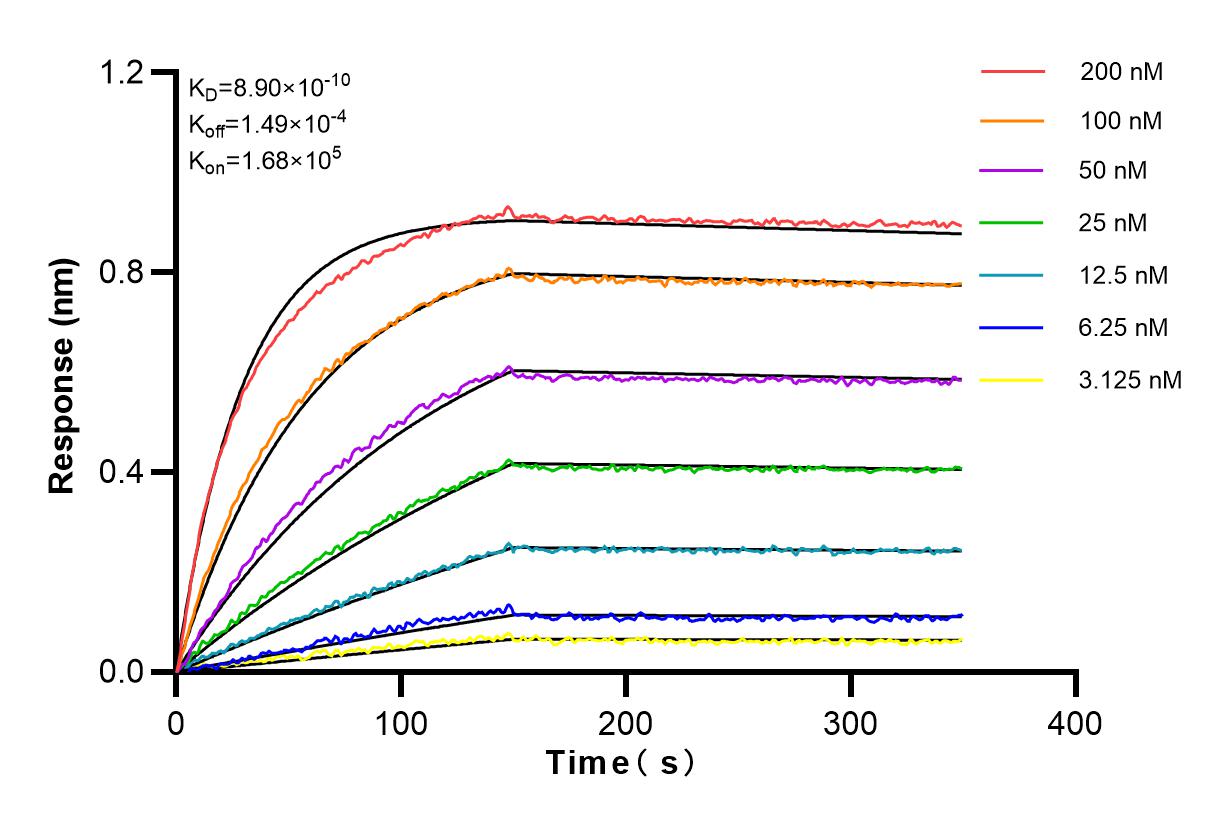 Affinity and Kinetic Characterization of 83484-2-RR