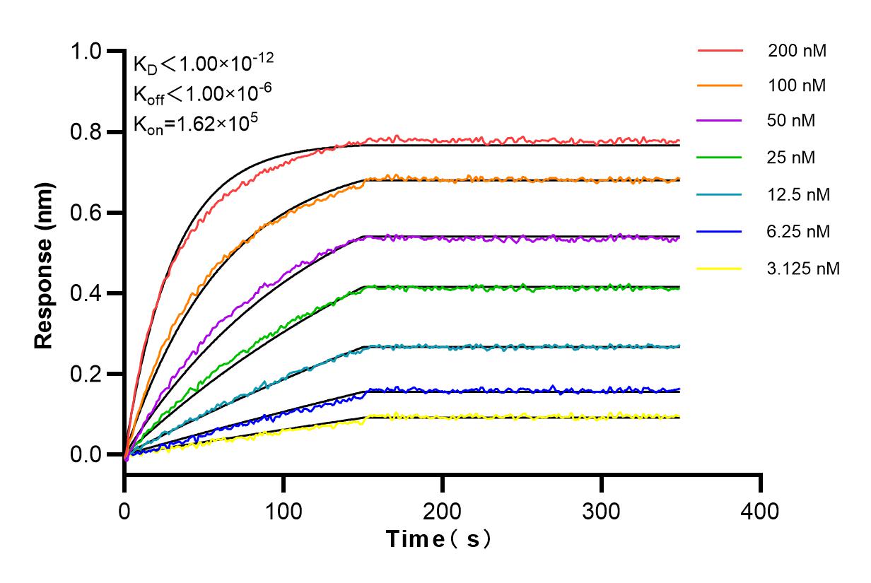 Affinity and Kinetic Characterization of 83489-3-RR