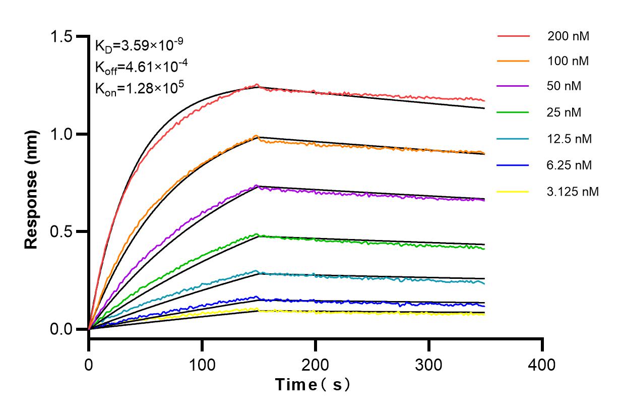 Affinity and Kinetic Characterization of 83511-1-RR