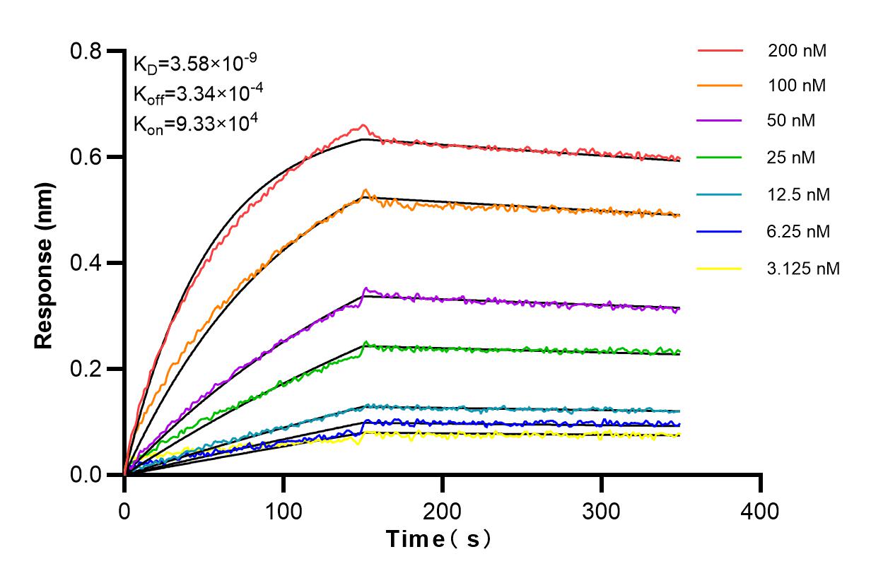 Affinity and Kinetic Characterization of 83524-3-RR