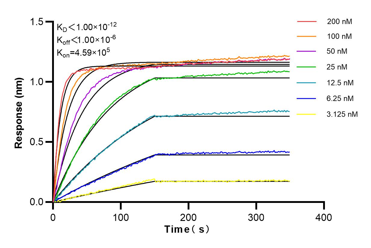 Affinity and Kinetic Characterization of 83534-1-RR