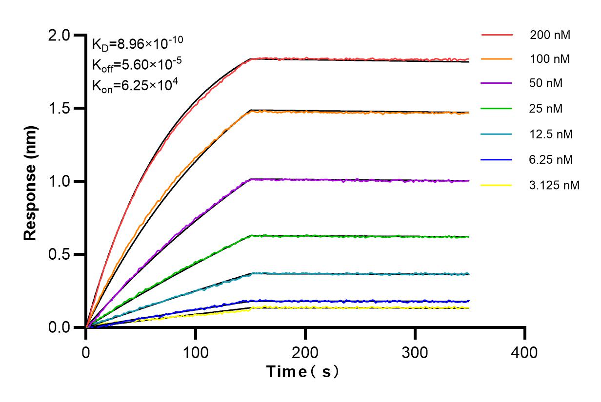 Affinity and Kinetic Characterization of 83536-1-RR