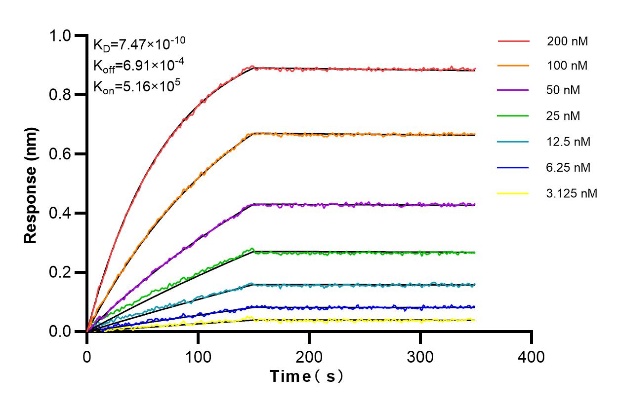 Affinity and Kinetic Characterization of 83543-6-RR