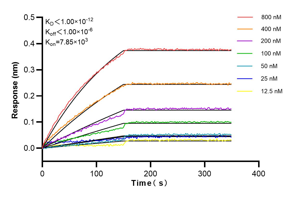 Affinity and Kinetic Characterization of 83545-1-RR