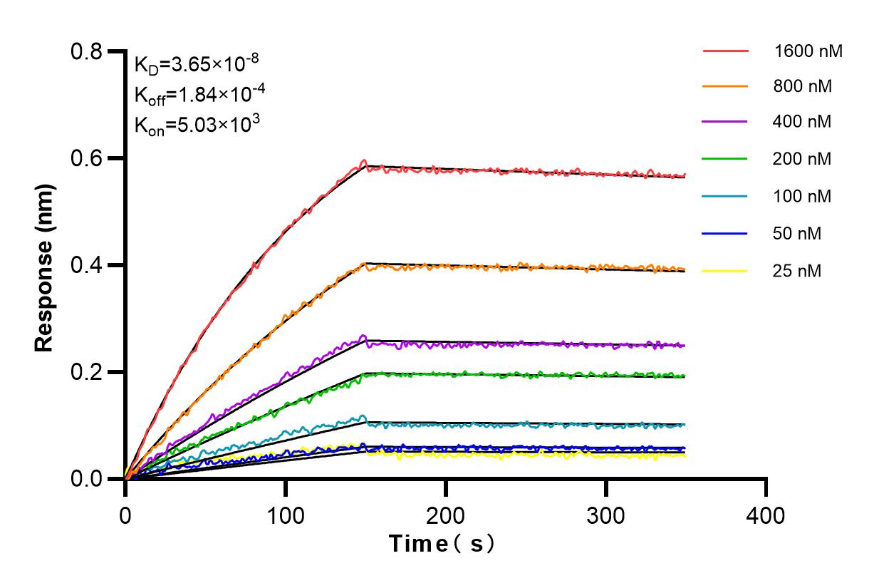 Affinity and Kinetic Characterization of 83547-3-RR