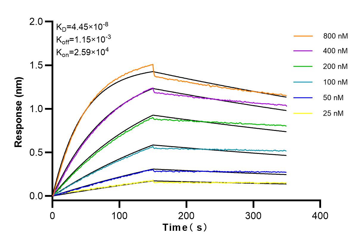 Affinity and Kinetic Characterization of 83554-3-RR