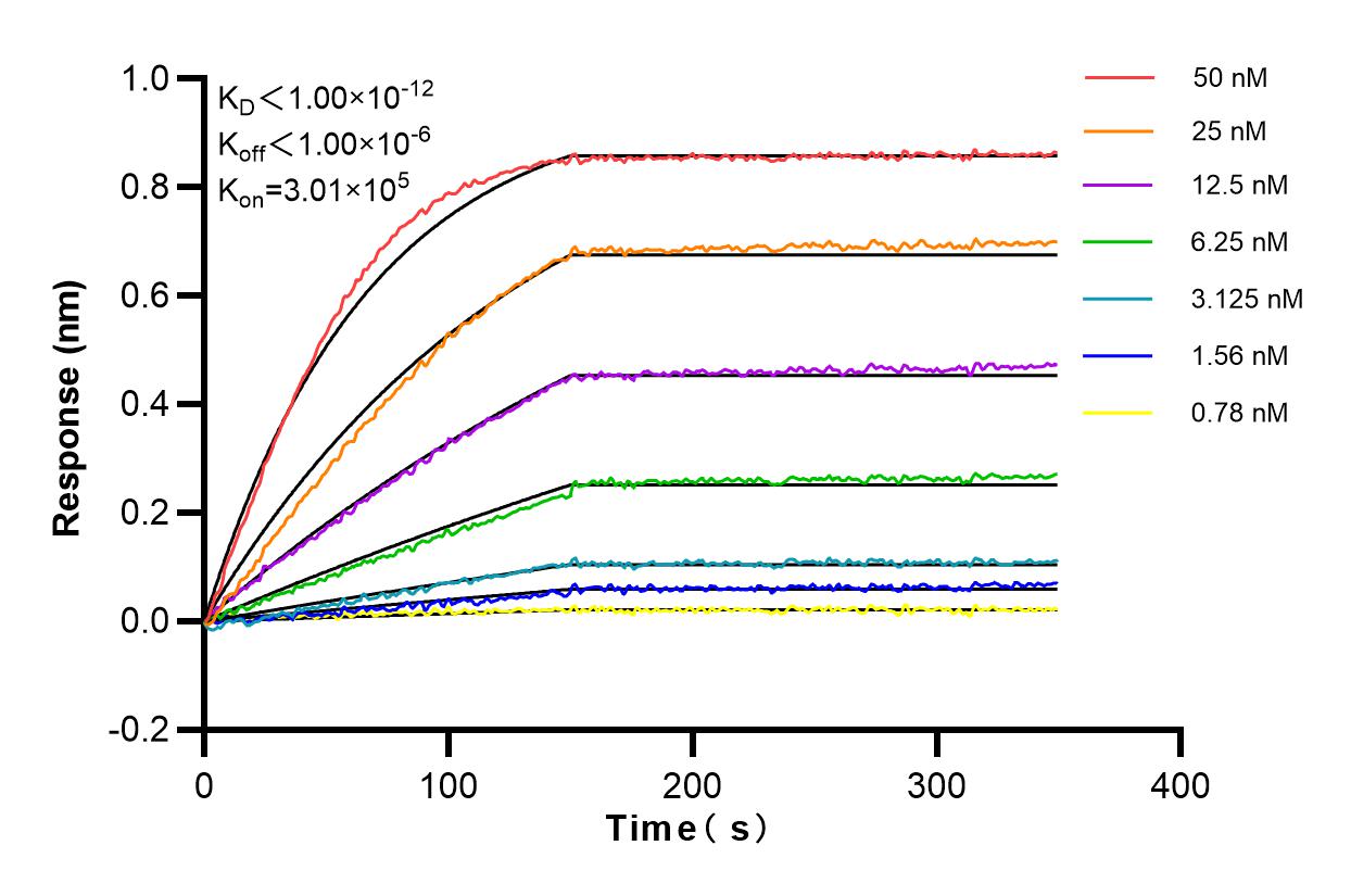 Affinity and Kinetic Characterization of 83558-5-RR