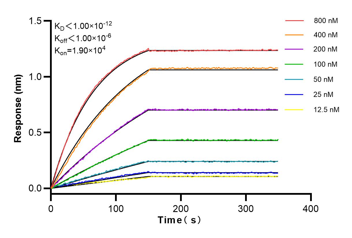 Affinity and Kinetic Characterization of 83571-2-RR