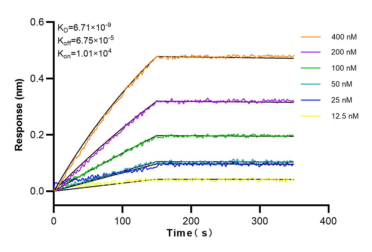 Affinity and Kinetic Characterization of 83571-6-RR